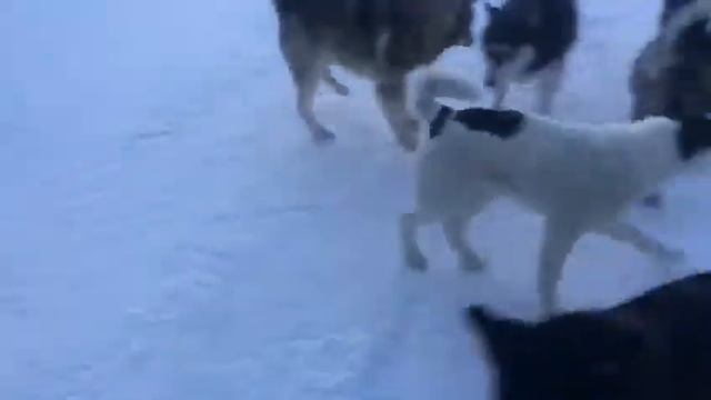 Магаданские зоозащитники собирают деньги и корм для бездомных собак в расселенном поселке Атка смотреть онлайн