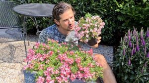 Our newest introduction: Rosa Cutie Pie