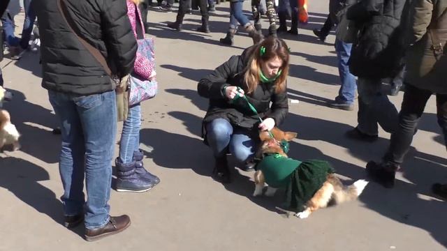 Корги в День Св.Патрика Сокольники 2018 смотреть онлайн
