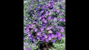 НИРЕМБЕРГИЯ  (NIEREMBERGIA)  сем. Пасленовые