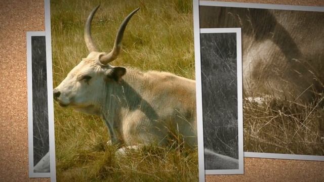 Hortobagy National Park Tour смотреть онлайн