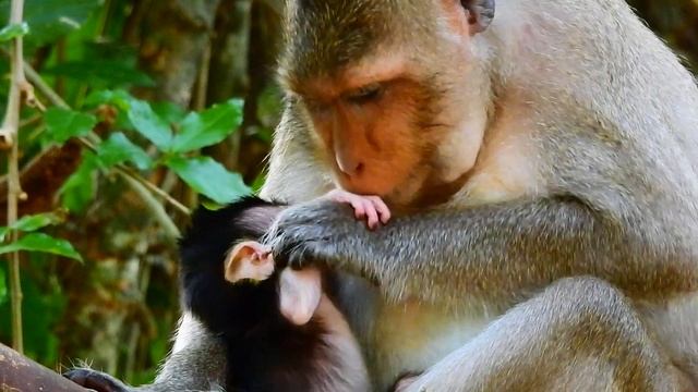 PLEASE STOP. WARNING MILK ! SHILOH VERY HARD GET MILK COS MAMA TRY STOP MILK HIM. смотреть онлайн