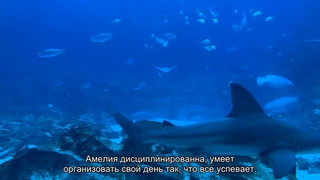 Значение имени Амелия. Толкование, судьба, характер смотреть онлайн