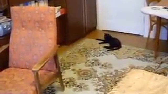 Кошка-собака Матрешка смотреть онлайн