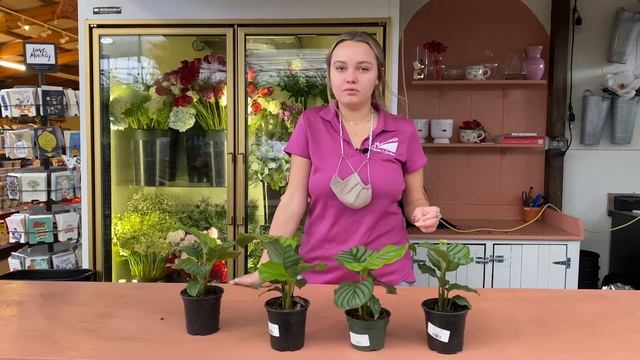 Calathea orbifolia - Houseplant of the Week смотреть онлайн