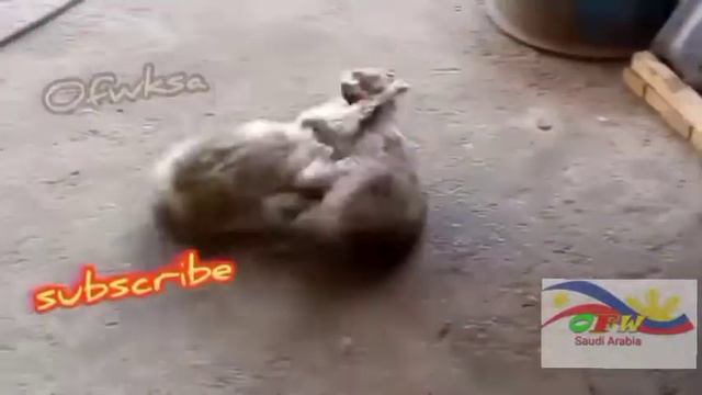 CAT FIGHTING COMPILATION @ofwsaudia 2021 KINGDOM OF SAUDI ARABIA смотреть онлайн