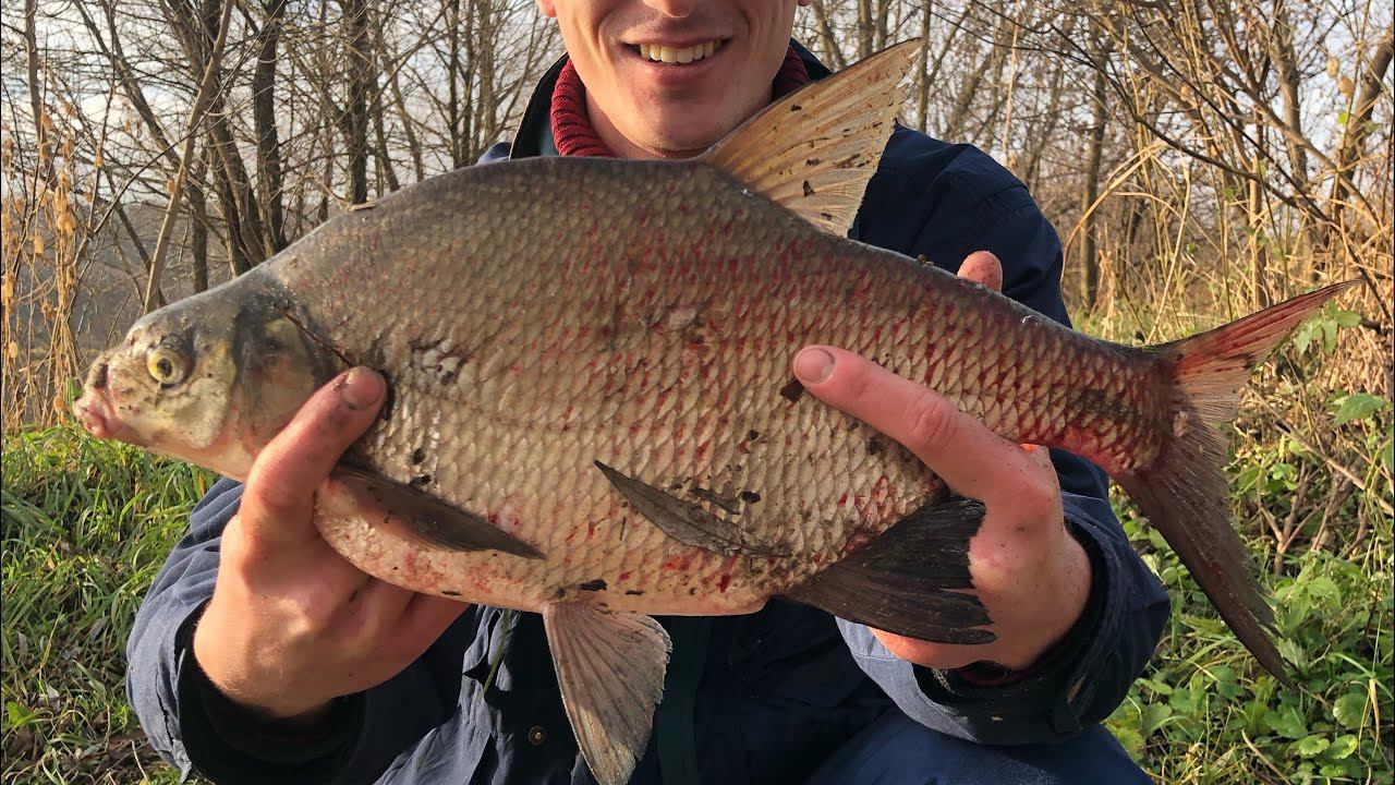ФИДЕР НА ОКЕ В НОЯБРЕ / ЛОВЛЯ КРУПНОГО ЛЕЩА смотреть онлайн