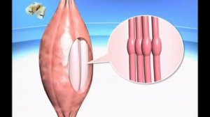 Принцип роста мышц . Или как растут мышцы
