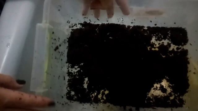 Генеральная уборка у улиток Ахатин/ Снесли яйца????/ Что делать?