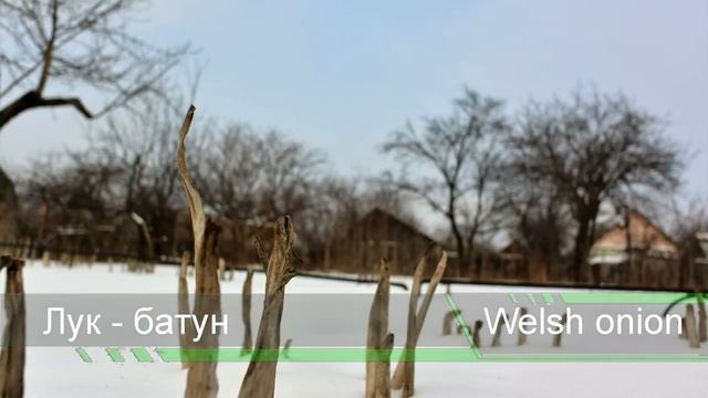 Донбасс в снегу Сирийская чернушка Donbass under the snow Syrian Nigella смотреть онлайн