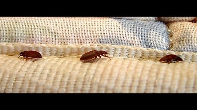 Постельные клопы смотреть онлайн