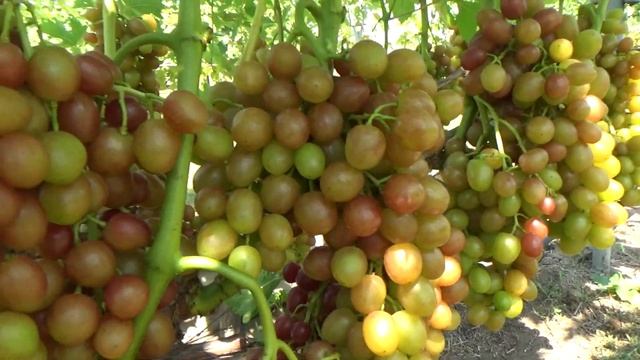 Начало созревания винограда 20 07 19г смотреть онлайн
