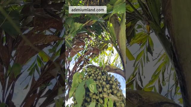 Как растет и плодоносит пальма кариота смотреть онлайн