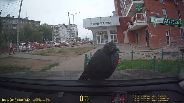 Любопытная ворона curious crow смотреть онлайн