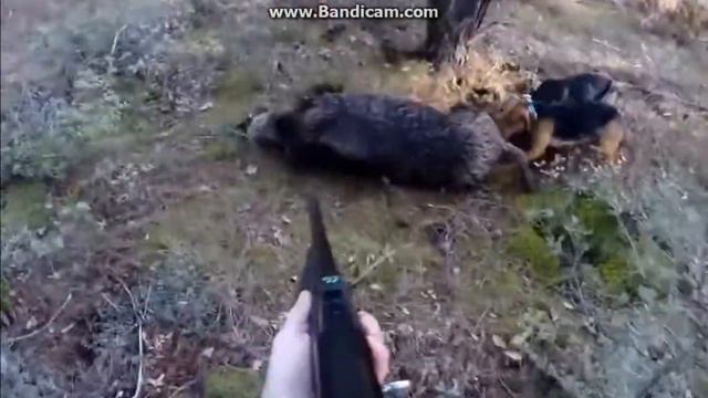 охота на дикого зверя з собаками 2017 смотреть онлайн