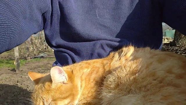 Мой Твикс - это Рыжик и Рыся, славная парочка. смотреть онлайн