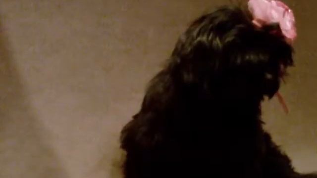 Русская цветная болонка. Фото сессия. смотреть онлайн