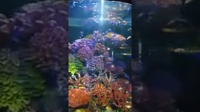 Самый большой океанариум в Азии смотреть онлайн