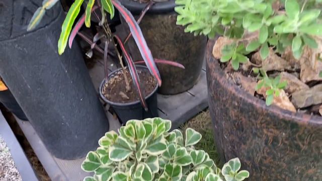 Morning Garden Coffee Talk #8 || Featuring new plants in the garden смотреть онлайн