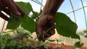 27 мая 2023 год. Формирую самоопыляемые огурцы... до 6 листа, убирая все пасынки и завязи.