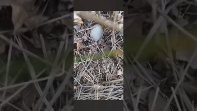 Нашла яйцо в лесу🌿 смотреть онлайн