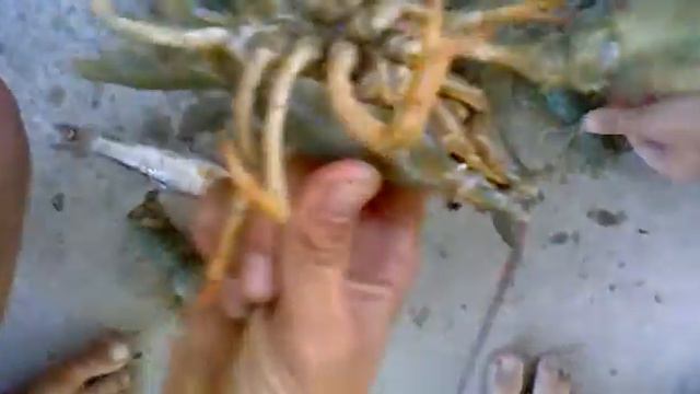 раки смотреть онлайн