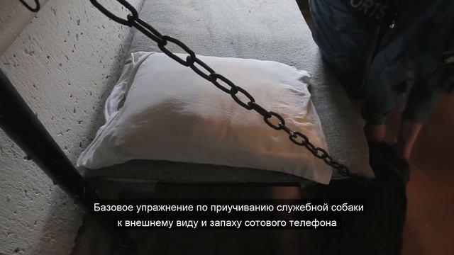 Тренировка кинологической службы ГУФСИН России по Кемеровской области смотреть онлайн