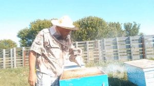 Итальянская порода пчёл Кордован F 1 на медосборе. Сезон 2021.