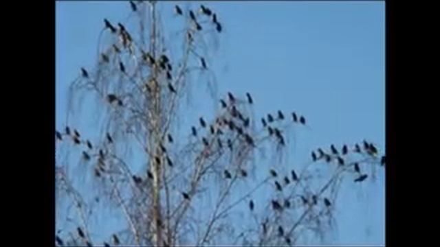 Прилетели свиристели. смотреть онлайн