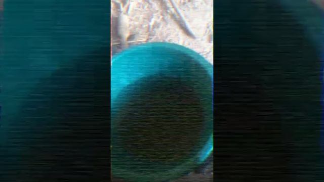 Сломалась сапа? Что делать... смотреть онлайн