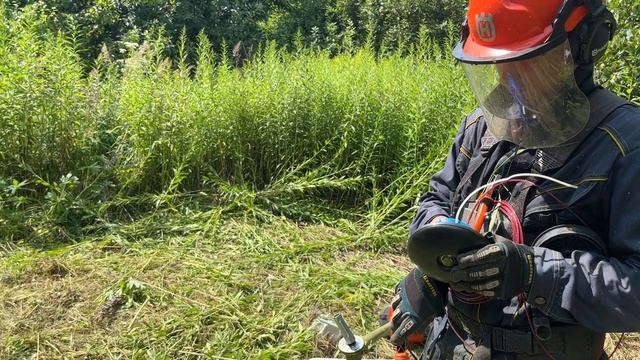 Кошу в жару заросший участок после ремонта косы. Пробую Husqvarna 545 RX + Trimmy SII + 3,3мм Quadr смотреть онлайн