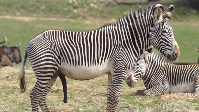 Les Zèbres de la réserve Africaine de SIGEAN смотреть онлайн