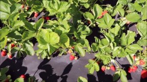 Описание сорта. Клубника Клери. Ранний сорт!!!