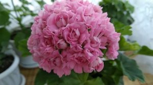 Зональная, розебудная пеларгония " Анита".