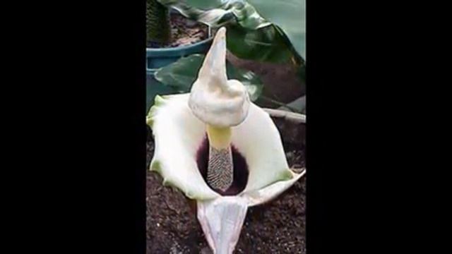 Аморфофаллус (лат. Amorphophallus) смотреть онлайн