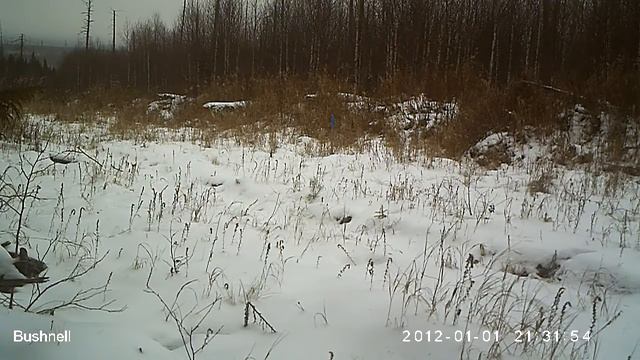 Лоси Висимский заповедник 12 11 17 смотреть онлайн