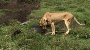 Страна львов. Львиный прайд на охоте. Лев против леопарда.  Львы охота.