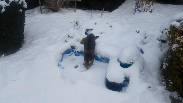 Что снится коту ? смотреть онлайн