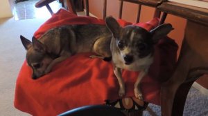 Чихуахуа издает смешные звуки. Чихуахуа мастер Йода