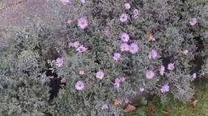 Многолетние астры -- плюсы и минусы при выращивании.