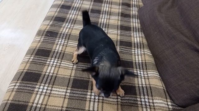 Чихуахуа Зайка старается стать приличной собакой изо всех сил👍😍 смотреть онлайн