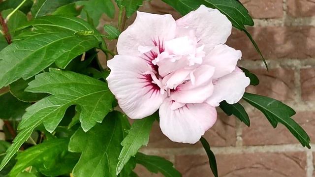 Garden Hibiscus Syriacus