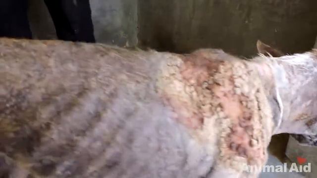 Спасение собаки на грани смерти смотреть онлайн