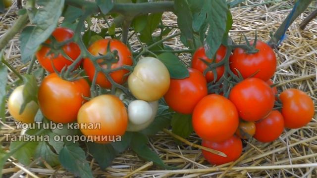 Таких монстров у вас больше не будет! Рассказываю как избавиться от гусениц совки без химии. смотреть онлайн