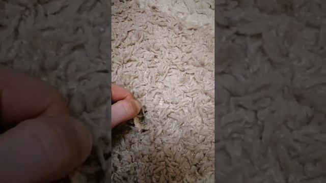 Способ Быстро Удалить ЖВАЧКУ с Ковра смотреть онлайн