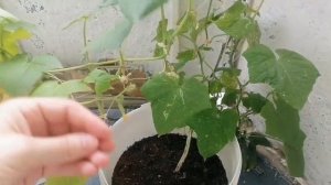 Огурцы на балконе подкормка