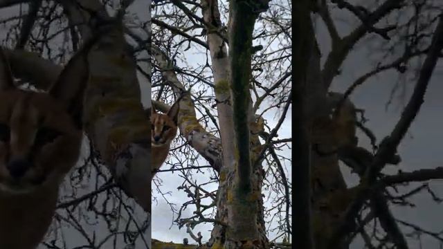 Злой каракал теперь добрый. Река, поля и деревья для маленького котёнка смотреть онлайн