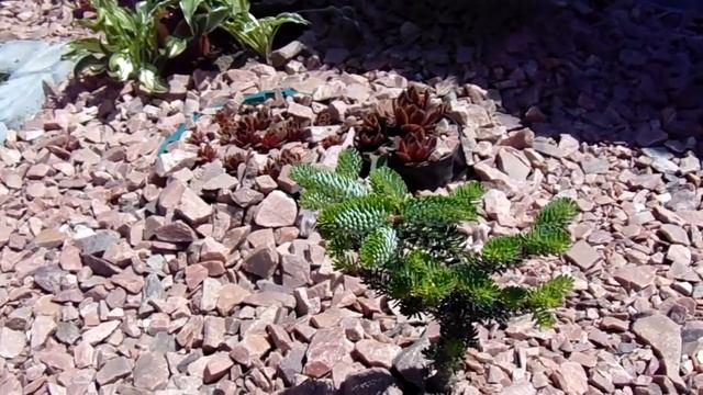 Abies koreana Silberlocke смотреть онлайн