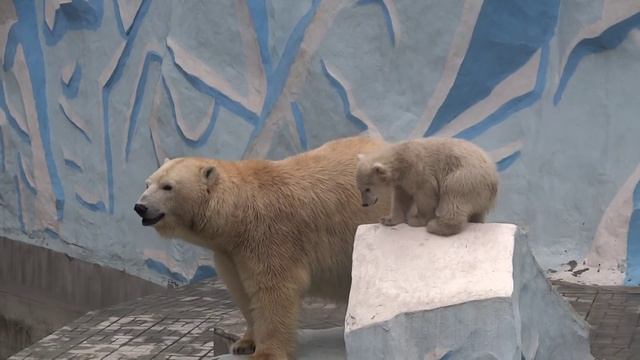 Претенденты на трон: КОРОЛЬ или КОРОЛЕВА!!! Белый медвежонок с мамой медведицей. 10.04.2016