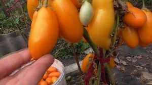 ТОМАТ ПЕРЦЕВИДНЫЙ ЖЕЛТЫЙ. ОБЗОР. Ольга Чернова.